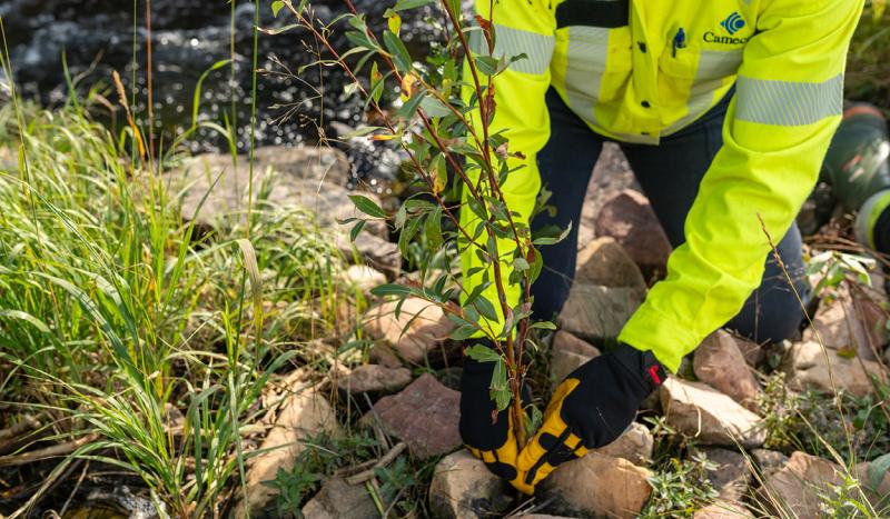 tree planting